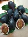 Violetta Gigante incir fidanı