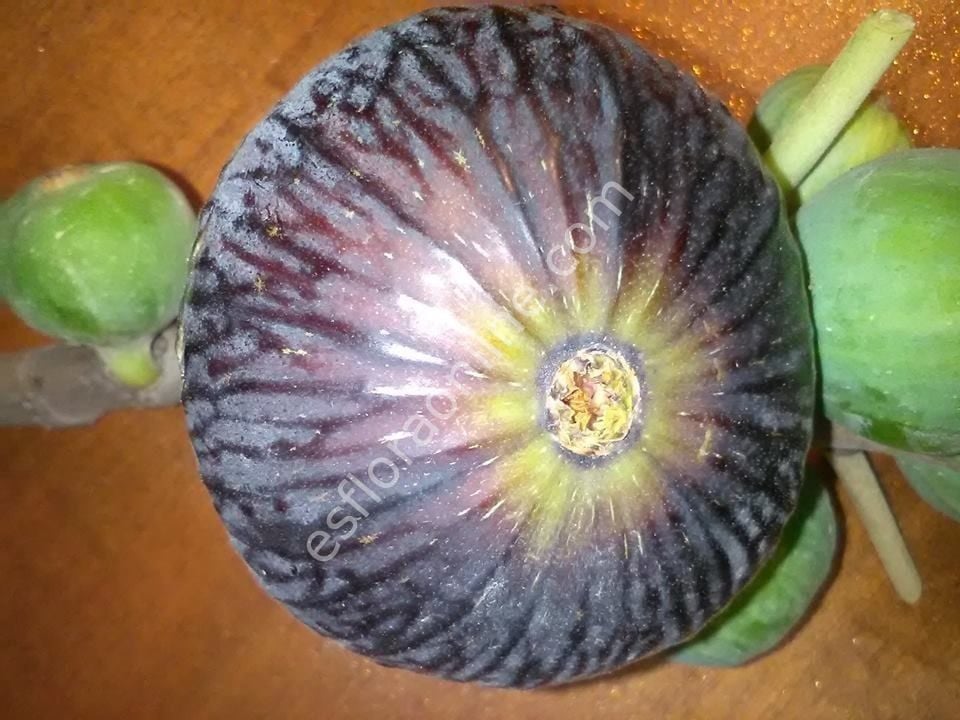 Diamante incir fidanı - Ficus carica Diamante