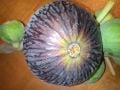 Diamante incir fidanı - Ficus carica Diamante