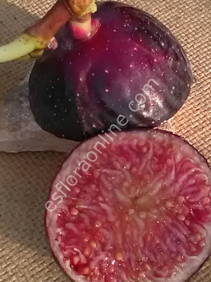Amore incir fidanı
