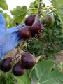 Tauro lucido incir fidanı - Ficus carica Tauro lucido