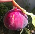 Amore incir fidanı - Ficus carica Amore