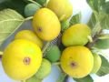 Gentile Piatto Giallo incir fidanı - Ficus carica Gentile Piatto Giallo