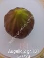 Augello 2 incir fidanı - Ficus carica Augello 2