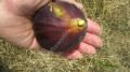 Augello 2 incir fidanı - Ficus carica Augello 2