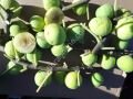 Dea incir fidanı - Ficus carica Dea