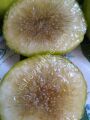 Dea incir fidanı - Ficus carica Dea