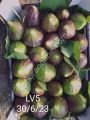 LV5 incir fidanı - Ficus carica LV5