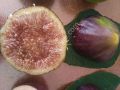 LV5 incir fidanı - Ficus carica LV5