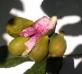 Nina 2 incir fidanı - Ficus carica Nina 2