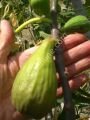 Nina 2 incir fidanı - Ficus carica Nina 2