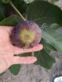 Sirius incir fidanı - Ficus carica Sirius