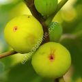 Tena incir fidanı - Ficus carica Tena