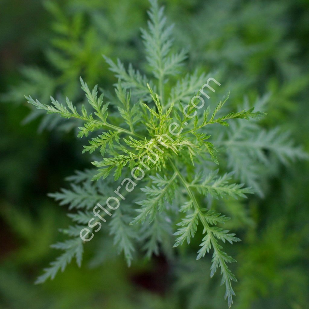 Melez Artemisia annua tohumu - Peygamber süpürgesi - tatlı pelin otu tohumu