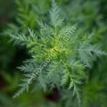 Melez Artemisia annua tohumu - Peygamber süpürgesi - tatlı pelin otu tohumu
