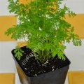Melez Artemisia annua tohumu - Peygamber süpürgesi - tatlı pelin otu tohumu