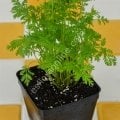 Melez Artemisia annua tohumu - Peygamber süpürgesi - tatlı pelin otu tohumu