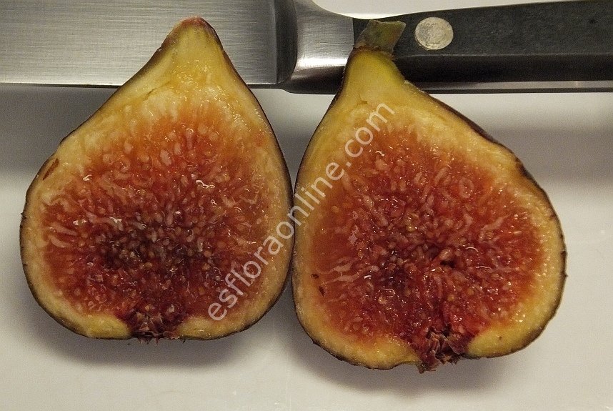 Marseilles Black fig cutting