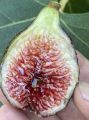 Sultane fig cutting