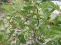 Green Ischia fig cutting