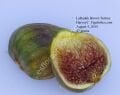LaRadek's English Brown Turkey fig cutting