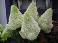 Hydrangea paniculata 'Polar Bear'®
