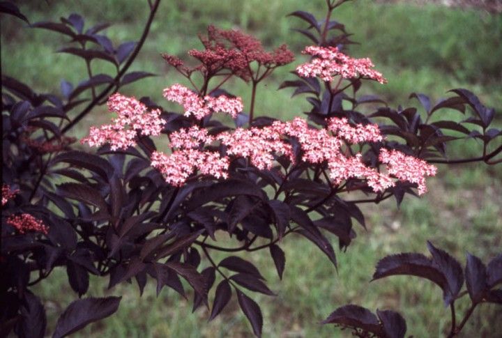 Kırmızı Yapraklı Mürver fidanı - Sambucus nigra Black Beauty®
