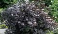 Kırmızı Yapraklı Mürver fidanı - Sambucus nigra Black Beauty®