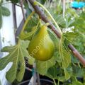 White Adriatic fig cutting