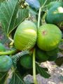 Summer Kiss fig cutting