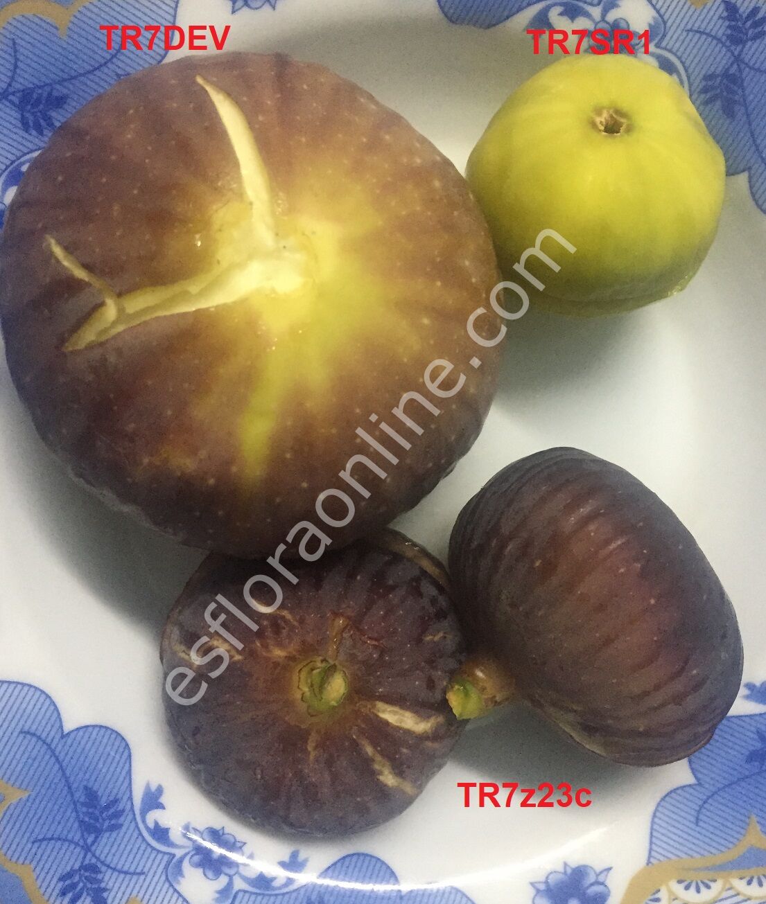 TR7DEV incir fidanı - Ficus carica TR7DEV