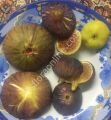 TR7DEV incir fidanı - Ficus carica TR7DEV