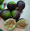 Tauro lucido fig cutting