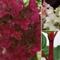 Hydrangea paniculata 'Wim's Red'®