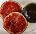 Violette de Sollies incir çeliği
