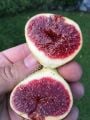 Strawberry Verte incir çeliği