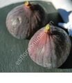 Florea incir çeliği