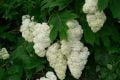 Harmony Meşe Yapraklı Ortanca - Hydrangea quercifolia Harmony