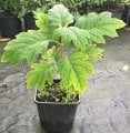 Harmony Meşe Yapraklı Ortanca - Hydrangea quercifolia Harmony