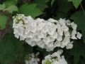 Snow Queen Meşe Yapraklı Ortanca - Hydrangea quercifolia Snow Queen