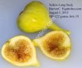 Yellow Long Neck incir fidanı - Ficus carica Yellow Long Neck