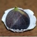 Violette de Sollies incir fidanı - Ficus carica Violette de Sollies