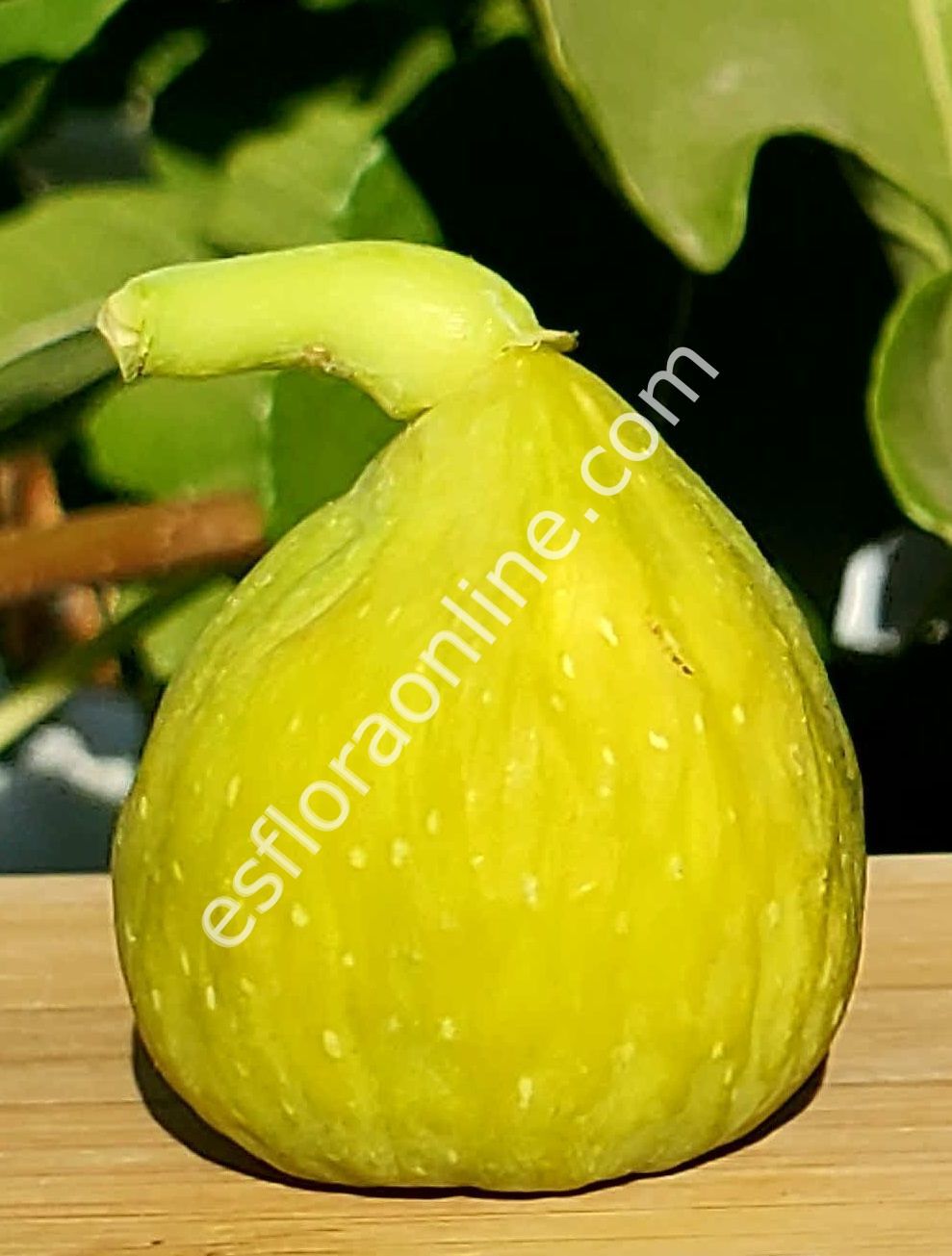 Desert King incir fidanı