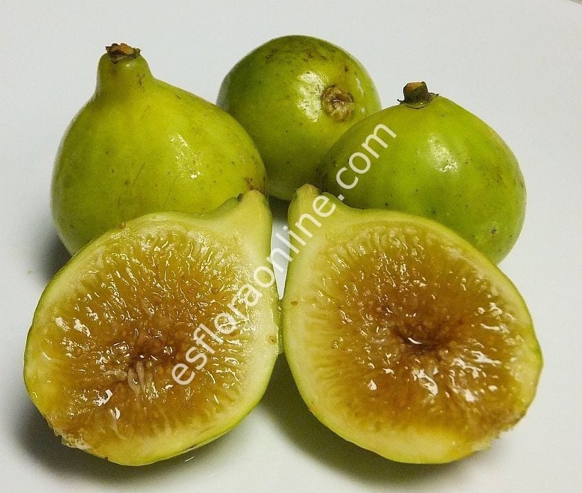 Dottato incir fidanı