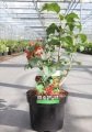 Viburnum opulus 'Compactum' - Bodur girabolu fidanı