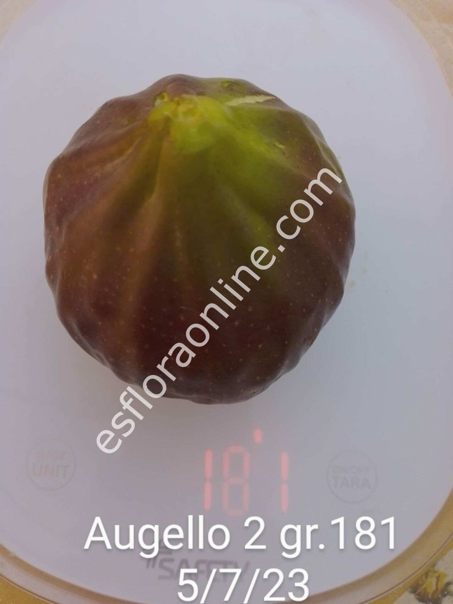 Augello 2 incir fidanı