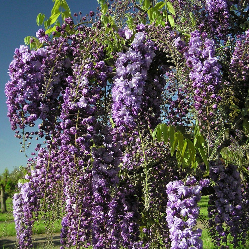 Wisteria floribunda Black Dragon - Katmerli mor salkım fidanı