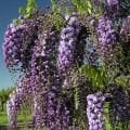 Wisteria floribunda Black Dragon - Katmerli mor salkım fidanı