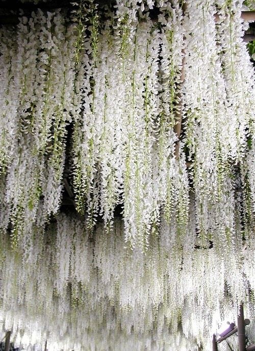 Wisteria floribunda Longissima Alba - Beyaz çiçekli mor salkım fidanı