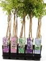 Wisteria floribunda Longissima Alba - Beyaz çiçekli mor salkım fidanı